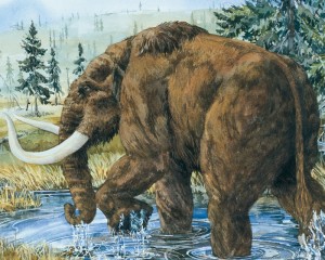 A mastodon moves through a northeastern post-glacial environment. Artwork by Judi Pennanen. Used with permission of the artist and the Geological Survey of Canada.