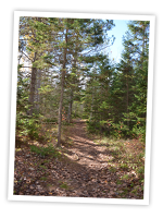 One view of the Mi’kmawey Debert Interpretive Trail. We will be celebrating the trail’s 10th anniversary this coming October.