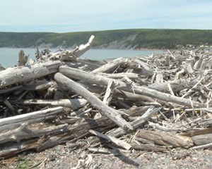 Due to the tides in the Bay of Fundy, wood from around the world accumulates at Driftwood Haven beach in Advocate Harbour. 