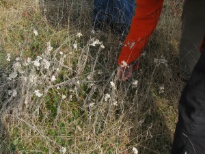 Anything that can be seen, heard, smelled, touched, tasted or otherwise remembered is part of this place. The fragrance of sweet fern and sage and the taste of blueberries are lasting memories of time spent on the site.