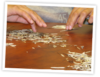 Detail of Vanessa Julian (Millbrook First Nation) cleaning quills as part of a cultural camp, Majukwatmuan Awti’j, held in various communities. Quillwork workshops are one example of the experiential programs planned for the Centre.